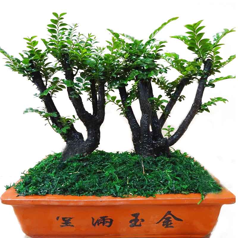 紫檀盆景四季常青树桩绿植花卉