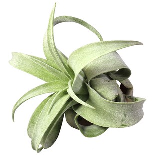 空气凤梨铁兰奇异懒人无土开花植物花卉易养附生积水陆雨林缸绿植