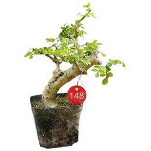 张氏微景园对节白蜡微型小苗盆景素材新手练手桩一物一拍植物熟桩