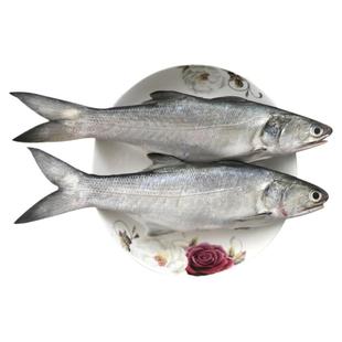 马友鱼午笋鱼新鲜海捕海鱼冷冻潮汕海鲜水产2条500g大午鱼午仔鱼