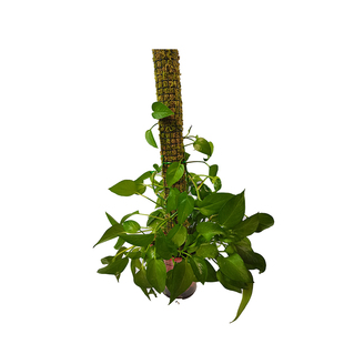 可拼接植物攀爬支撑水苔杆苔藓棒白锦龟背竹海芋秋海棠绿萝青苔柱