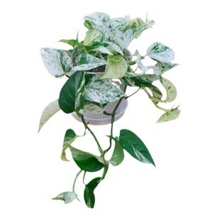 PHYSIS特别的美」大理石皇后绿萝花叶带锦ins风室内好养盆栽