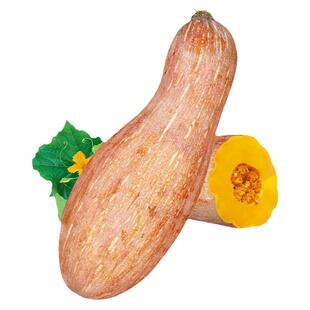 甜板栗蜜本南瓜种子苗秧特甜南瓜籽种四季菜苗菜籽蔬菜种籽孑秧苗