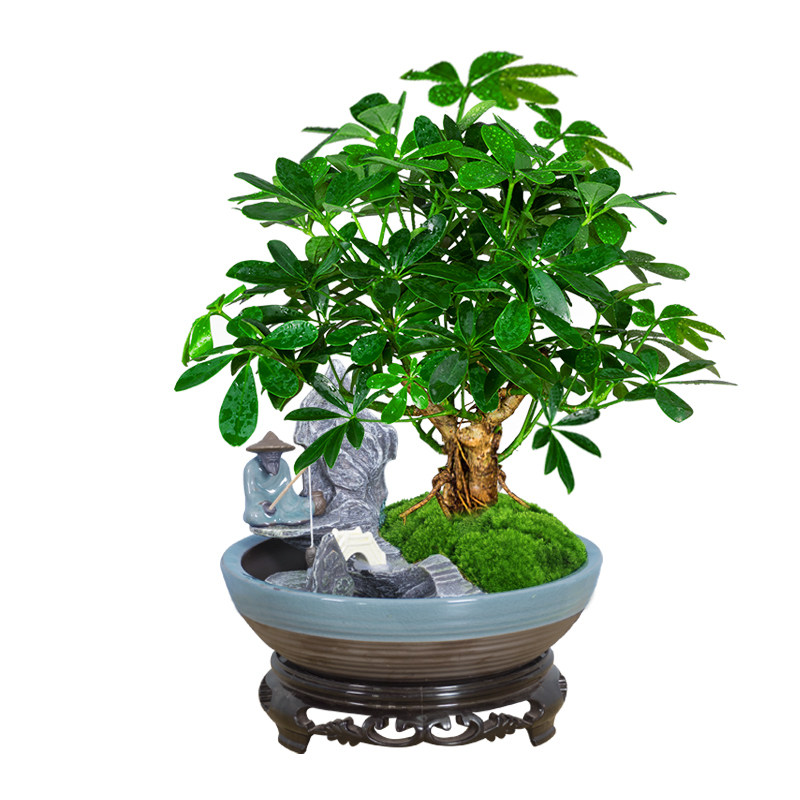 七叶莲招财树植物盆栽生肖老桩盆景客厅水好养鸭脚木室内绿植花卉