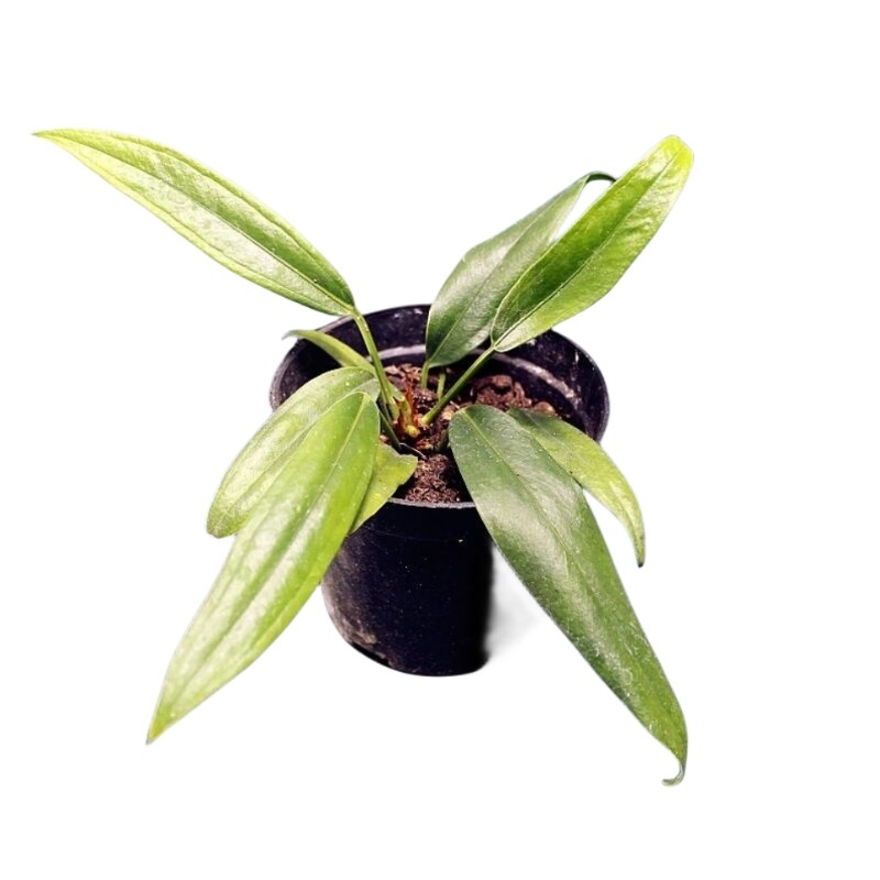 包邮 贝克力领带花烛室内绿植观赏植物办公室盆栽耐阴阳台花卉