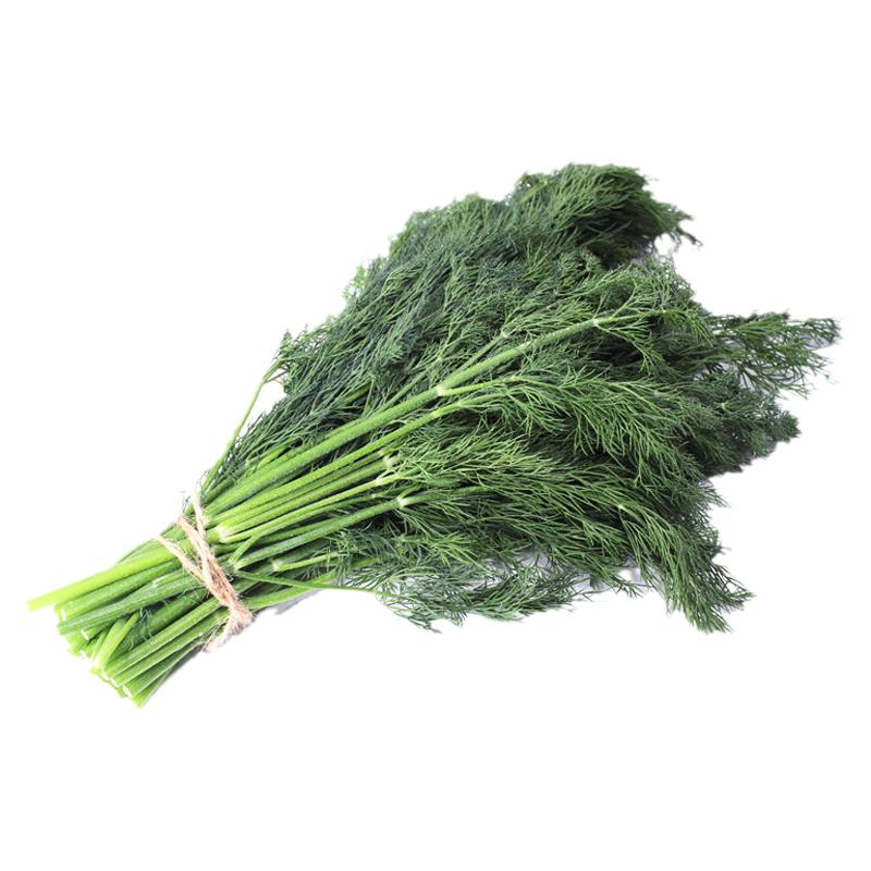 刁草新鲜莳萝草食用香料菜