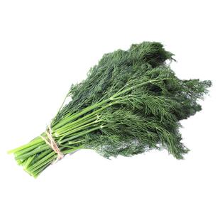 刁草新鲜莳萝草食用泰式西餐香料菜土茴香调味调料西餐酒店摆盘