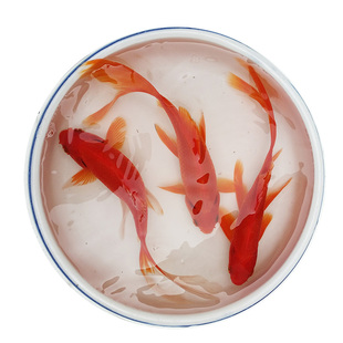 红草鱼草金鱼冷水鱼淡水鱼好养金鱼活小鱼观赏鱼饲料鱼网红罐罐鱼