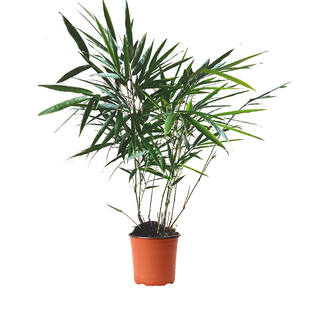 耐寒筇竹罗汉竹四方竹子苗南北方室内外地栽盆栽食用竹笋苗植物