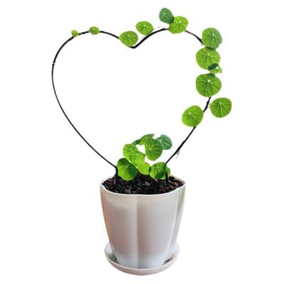 山乌龟爬藤植物办公室书房阳台