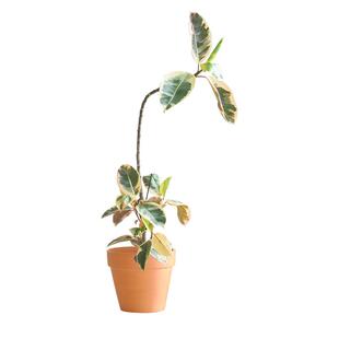 油画感花叶橡皮树大盆栽老桩造型大型绿植室内客厅落地一物一拍