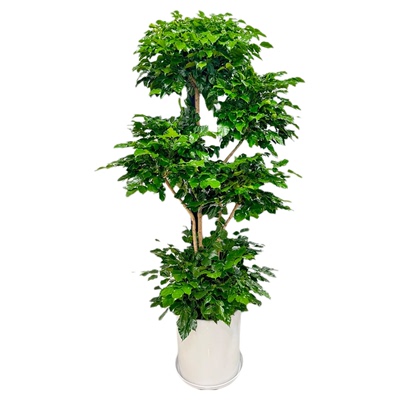 【特级幸福树大盆栽】不活包赔