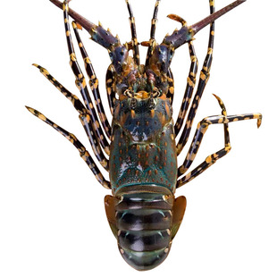 澳洲花龙虾鲜活海鲜水产超特大中华锦绣龙虾2-5斤/只冰鲜小青龙虾