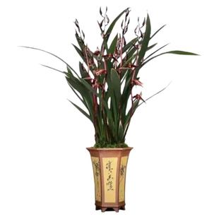 兰花苗金边墨兰报岁年宵企黑山川爪浓香室内阳台办公好养绿植盆栽