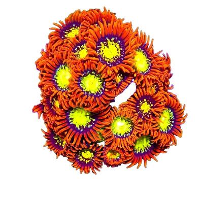 新手易养金鑫橙红纽扣珊瑚