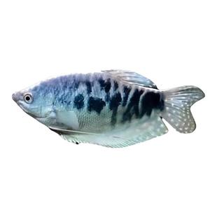 蓝曼龙黄曼龙鱼热带观赏鱼小型淡水好养耐活群游红绿灯科鱼苗