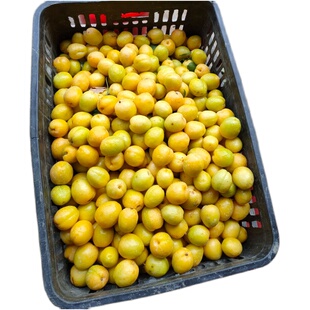 农家果园新疆库车小白杏自家果园新鲜水果甜杏子轮胎小百杏包邮