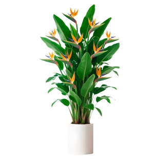 天堂鸟客厅大型绿植室内盆栽办公室落地式鹤望兰除甲醛植物好养活