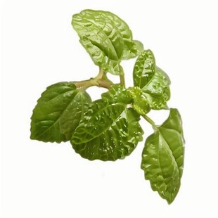 山石草种子假山草籽吸水石盆景植物岩石草矮珍珠草冷水草四季种植