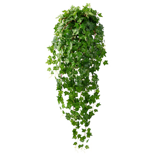 仿真爬山虎壁挂墙装饰植物绿叶假花藤条藤蔓绿植塑料花藤吊兰吊篮