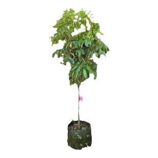 桂圆苗龙眼树苗石硖龙眼果树苗嫁接苗盆栽地栽庭带土叶15年淘宝老