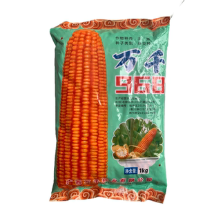 原装包谷种子万千968玉米种子硬粒型适合云南贵州广西广东种植