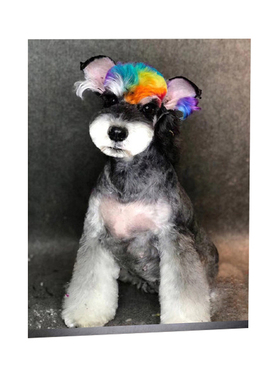 宠物美容造型狗挂图名犬小狗狗海报kt板画宠物店海报装饰墙贴定制