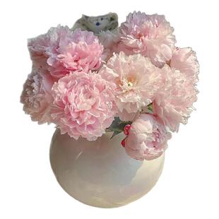 [母亲节特惠]莎拉芍药鲜花菏泽芍药基地直供