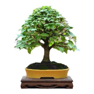 中国记忆盆景榉树2024年秋季