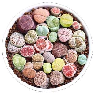 生石花多肉植物组合拼盘新手套装屁屁花屁股花PP花石头花石生花