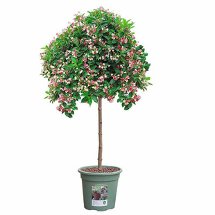 五彩锦带花树苗庭院耐寒耐旱地栽花卉苗木红王子锦带花苗灌木植物