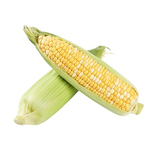新鲜玉米云南金银水果玉米甜玉米棒子包谷新鲜蔬菜
