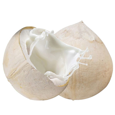 海南正宗牛奶椰皇新鲜现摘