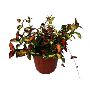 黄金络石盆栽 耐晒耐寒匍匐彩叶络石 皮实多年观叶植物