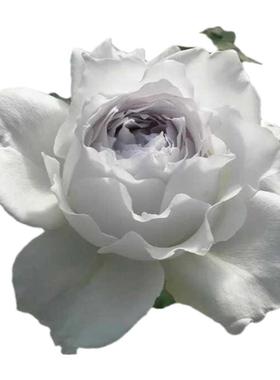 庭院植物日系大天使加百列蔷薇