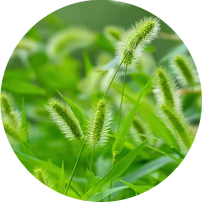 狗尾草绿化观赏草籽四季播