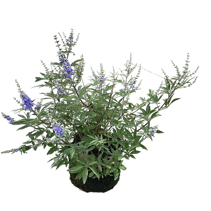 花镜植物落叶多年生蓝色穗花牡荆