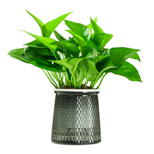 绿萝发财树文竹花卉盆栽室内植物绿箩吊兰富贵竹水培绿植四季好养