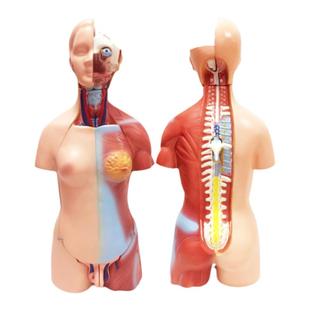 人体器官结构解剖模型全身内脏大脑心脏躯干模特教学医学儿童拼图