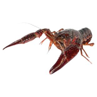 江苏盱眙清水小龙虾鲜活活体新鲜活虾水产发 批金湖淡水青虾456钱