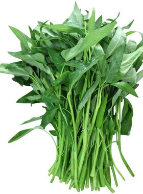 大叶空心菜种子四季菜籽