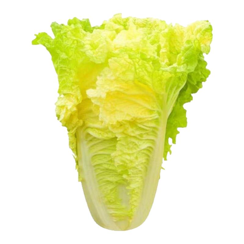 鸡蛋黄奶油大白菜种子耐热四季播