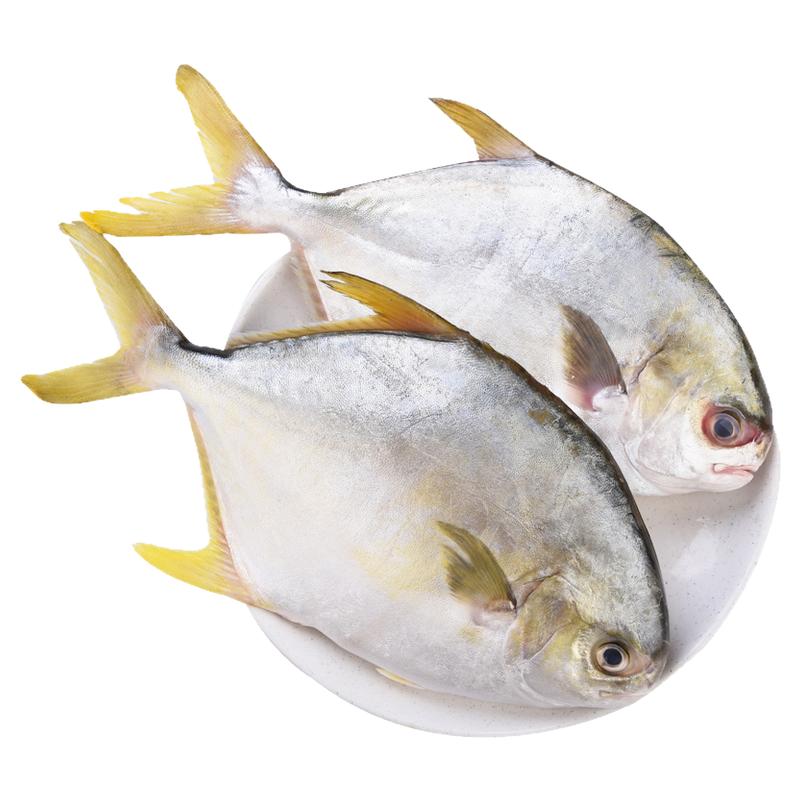 金鲳鱼新鲜冷冻特大鲳鳊鱼金昌鱼海鱼鲜活海鲜平鱼白鲳冰鲜银鲳鱼