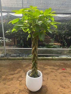 发财树辫子大棵植物客厅盆栽大型绿植室内办公室开业招财净化空气