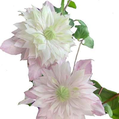 铁线莲爬藤植物庭院耐寒热绿植花卉盆栽苗乌托邦银币阳台多季开花