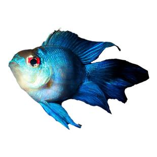 蓝波子鱼热带观赏小鱼荷兰凤凰短鲷鱼宝蓝阿凡达兰波金波子鱼活体