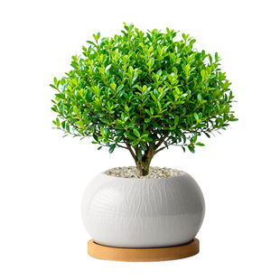 小叶赤楠盆栽绿植树苗老桩盆景四季植物室内客厅桌面精品摆件好养