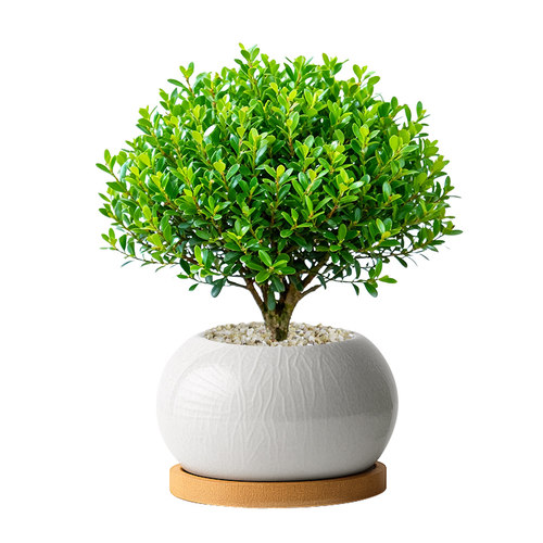 小叶赤楠盆栽绿植树苗老桩盆景四季植物室内客厅桌面精品摆件好养