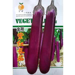 高产紫红长茄子种籽紫茄子种子早熟果皮光亮粗长白肉抗病强春四季
