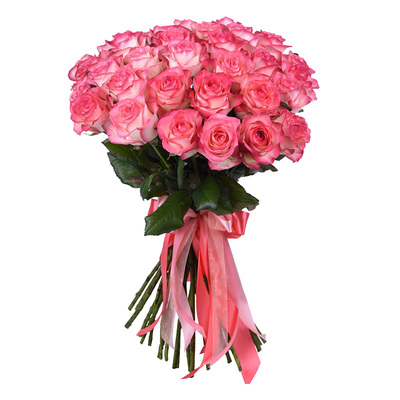 天狼月季/蔷薇/玫瑰易复花灌木